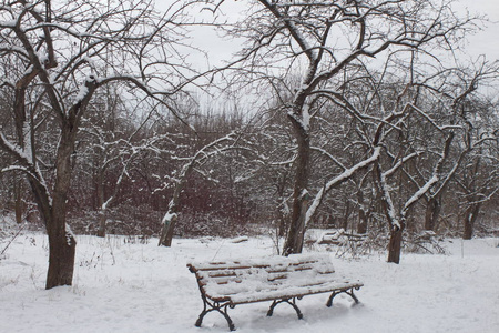 森林 自然 美丽的 长凳 风景 场景 公园 雪人