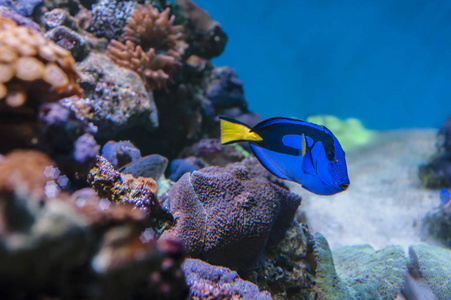 生活 野生动物 海雀 自然 游泳 海的 潜水 动物 珊瑚