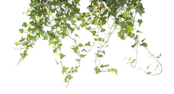 无叶满是纠结的藤蔓年轻的葡萄枝在明亮的洋红色墙壁.