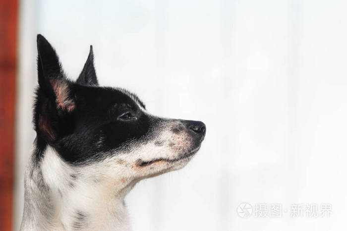 时尚而简约的basenji狗的侧面照片简单背景上的肖像