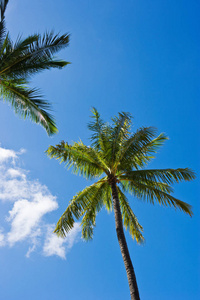 风景 蓝天 夏威夷 自然 阳光 夏天 旅行 科纳 旅游业