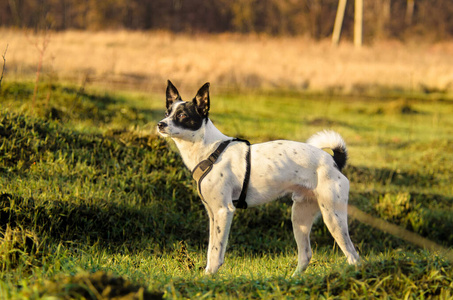 草地上的巴森吉狗，全长照片