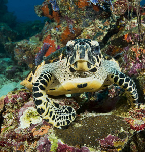 好奇心 水下 自然 蒙达 乌龟 野生动物