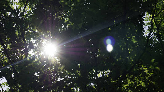 太阳 特写镜头 花园 植物学 植物 春天 生物学 树叶 自然
