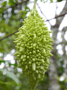 热带植物苦瓜的绿色果实图片