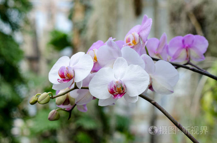 蝴蝶兰在植物温室开花 热带花卉背景 照片 正版商用图片27zp7q 摄图新视界