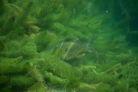 在奥地利的一个湖中拍摄鲤鱼,令人惊叹的水下鱼类摄影照片