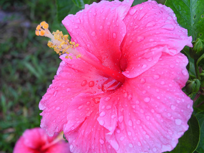 白花蛇舌tropical plant hibiscus with rose color flowers, kerala