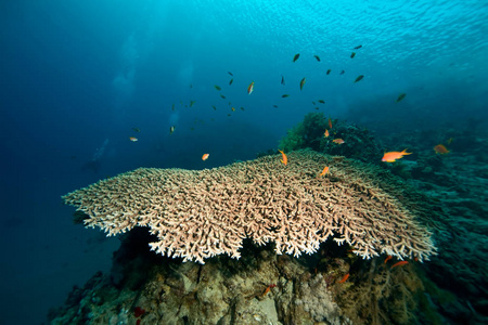 墙纸 水下 动物 旅行 环境 海藻 潜水 水肺 深的 美女