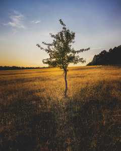 纽伦堡自然中孤独的金树图片