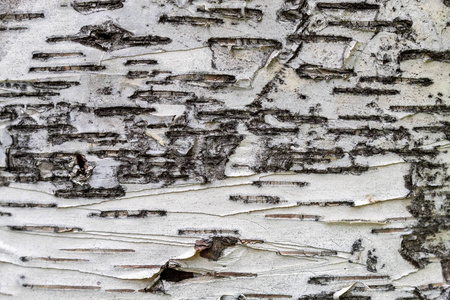 自然 植物 材料 纹理 林登 森林 木材 古老的 树皮 特写镜头