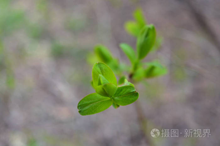 春天 自然 花园 植物区系 环境 美丽的 特写镜头 植物