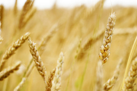 有成熟大麦穗的夏季田地。农业，农业，收获。普通大麦。