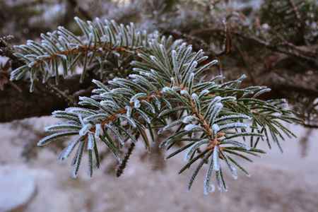 特写镜头 场景 情绪 植物区系 分支 天气 冷冰冰的 自然