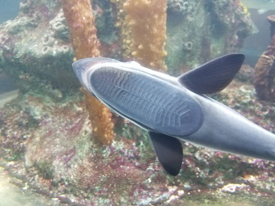 鱼儿在水族馆的玻璃上吮吸