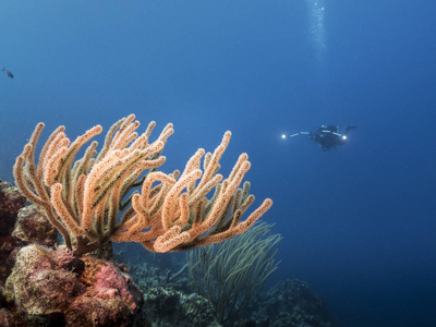 野生动物 海的 海景 潜水员 钓鱼 盐水 自然 颜色 假期