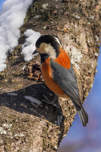 北海道 动物 山雀 分支 日本 冬天 自然 野生动物 森林