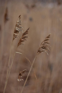 收获 农场 天空 谷类食品 秋天 稻草 领域 夏天 面包