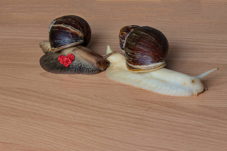 黏液白色和棕色的蜗牛和心脏.木制背景上的阿查提娜蜗牛和红心.