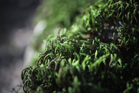 灌木 夏天 树叶 植物 生长 风景 草本植物 岩石 纹理