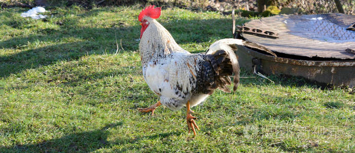 公鸡在绿草上奔跑