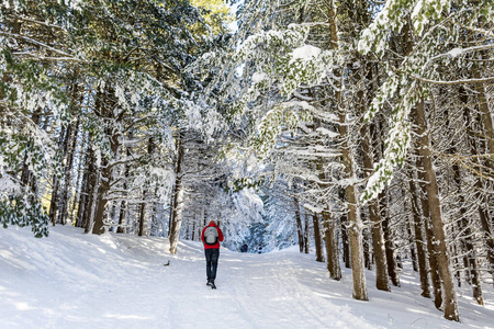 季节 森林 美丽的 天气 雪花 旅行 寒冷的 自然 男人