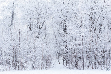 季节与自然概念冰雪冬季公园