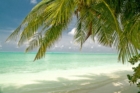 天堂 白种人 疗养 马尔代夫 假日 孤独的 放松 海湾 海滨
