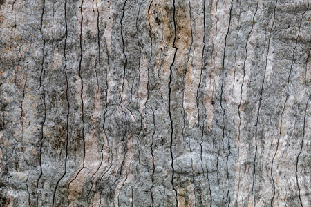 材料 植物 木材 特写镜头 树干 纹理 树皮 自然 森林