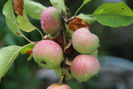 苹果园的树枝上挂着闪亮可口的苹果。红彤彤的苹果在雨后的露水中柔和地聚焦在树的背景上。红色可口的苹果和水滴。