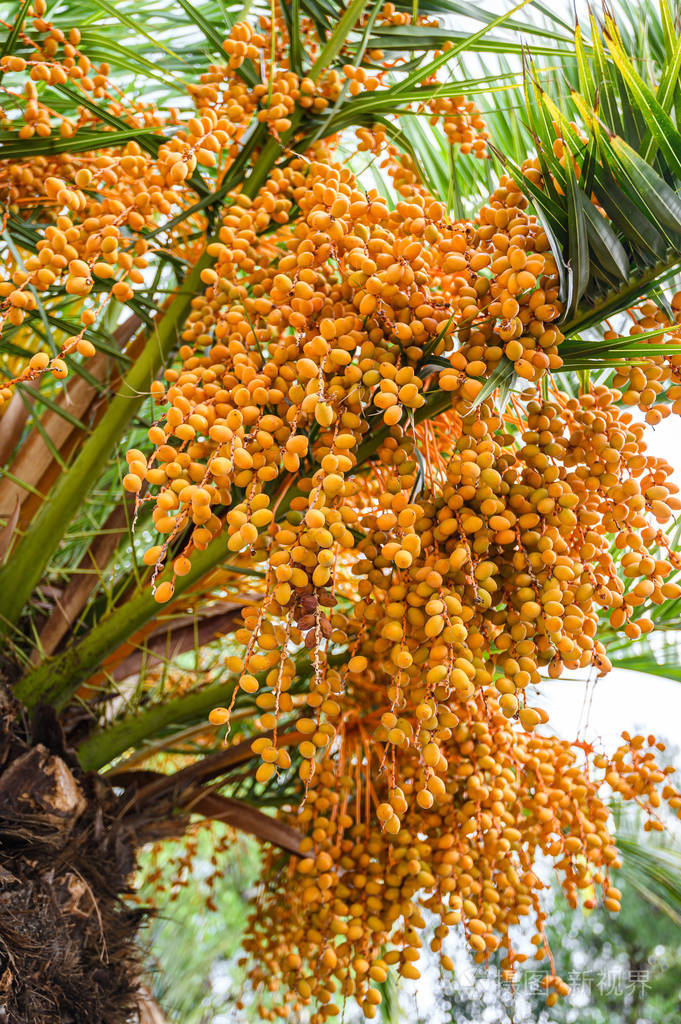 椰子成熟的棕榈果西班牙巴塞罗那加泰罗尼亚