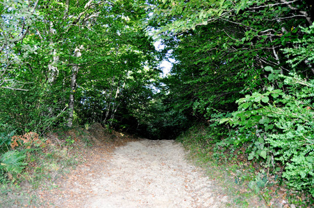 旅游 环境 木材 追踪 生态系统 荒野 森林 旅行 外部