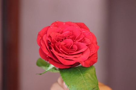 水花背景模糊的玫瑰图片