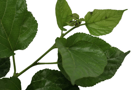 新鲜桑叶图片-新鲜桑叶素材-新鲜桑叶插画-摄图新视界