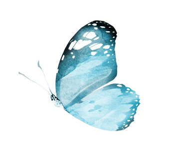 水彩蝴蝶，孤立在白色背景上