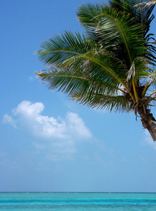 植物 缓解 天空 海洋 假日 恢复 马尔代夫 锁定 阴影