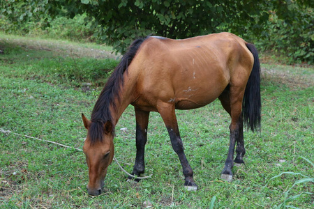 一匹棕色当地山马,拴在树干上,在户外吃绿草.照片