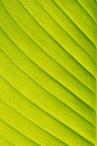 绿叶香蕉纹理背景