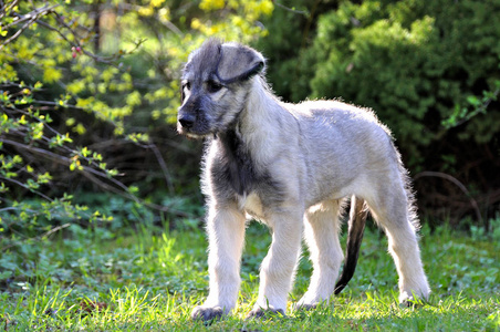 幼犬 山羊 夏天 春天 宝贝 宠物 自然 繁殖 小狗 犬科动物