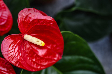 颜色 花的 开花 花园 花瓣 季节 美丽的 蜡烛 自然 植物