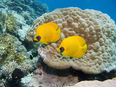 埃及 珊瑚 双鱼座 水族馆 暗礁 潜水 盐水 水肺 野生动物