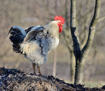 公鸡拍翅膀图片