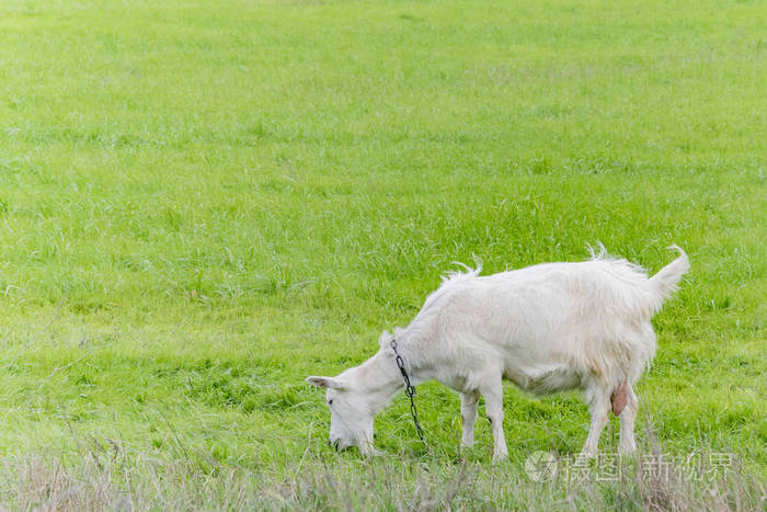 在田野里吃草的白山羊