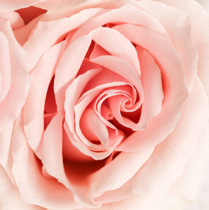 Soft focus, abstract floral background, pink rose flower. Macro 