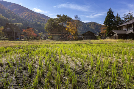 白川方丈的历史村Ogimachi，联合国教科文组织世界遗产地，一个小的，传统的村庄展示了一种被称为gash zukuri的建筑风