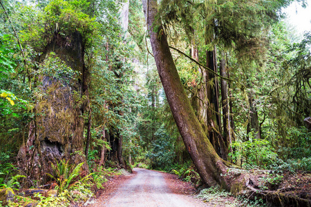 自然 步行 森林 荒野 追踪 美国人 伍兹 美国 美丽的