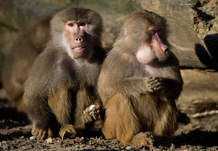 乐趣 脊椎动物 猴子 狒狒 灵长类动物 哺乳动物 自然 动物学
