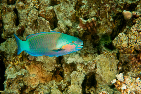 太阳光 飞溅 自然 潜水 旅行 硬珊瑚 阳光 盐水 鹦鹉鱼