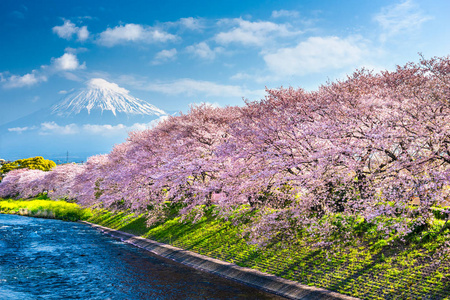 富士山，日本静冈县春天