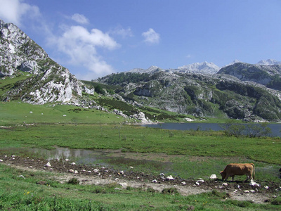 森林 旅游业 美丽的 旅行 欧洲 公园 阿尔卑斯山 天空